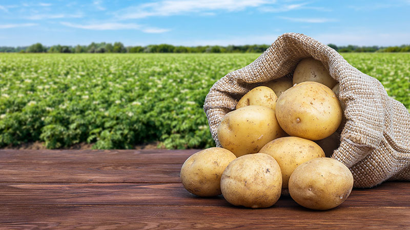 Onderzoek: bemesting van aardappelen en het effect op opbrengst en kwaliteit