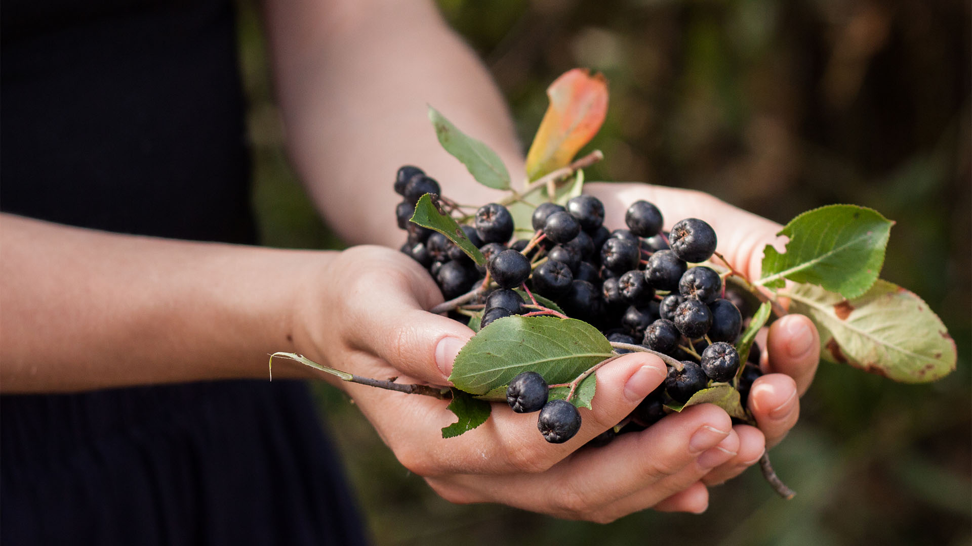 EM® Drink met aroniabessen: van gezonde bodem tot fermentatie