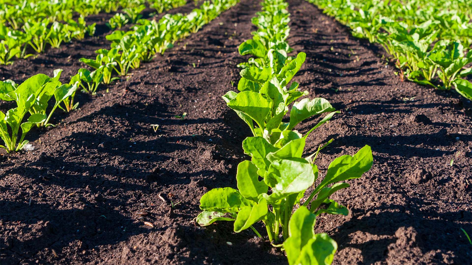Soil & Crop van Agriton: werken aan een gezonde bodem en sterke gewassen